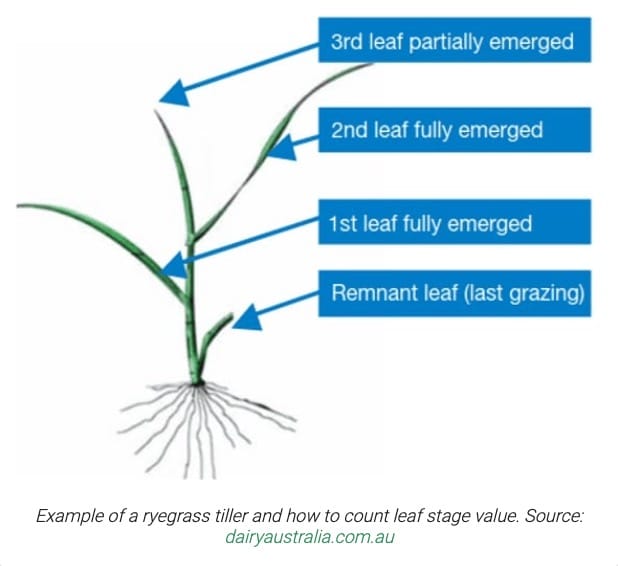 Identifying the leaf stage of grass will help you make informed grazing decisions