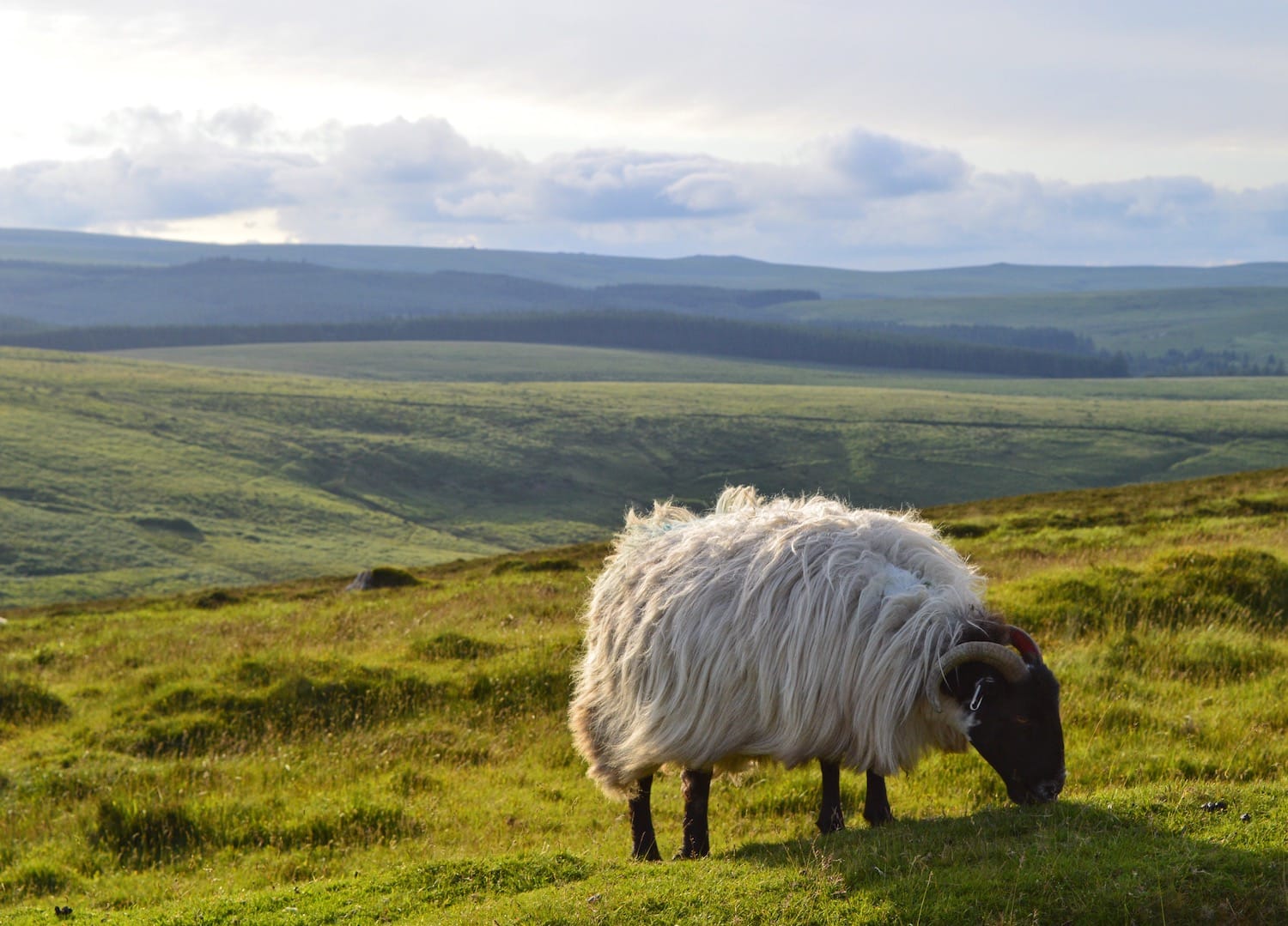 The livestock breed will determine how much your animals eat and what stocking rate is appropriate.