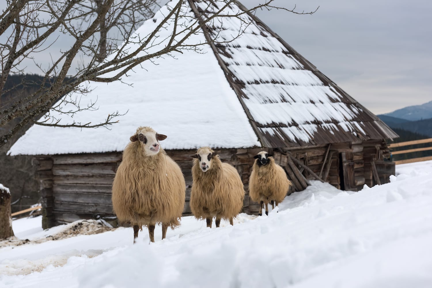 Be aware of the seasonal impact on your pasture growth and the different carrying capacity during the year.