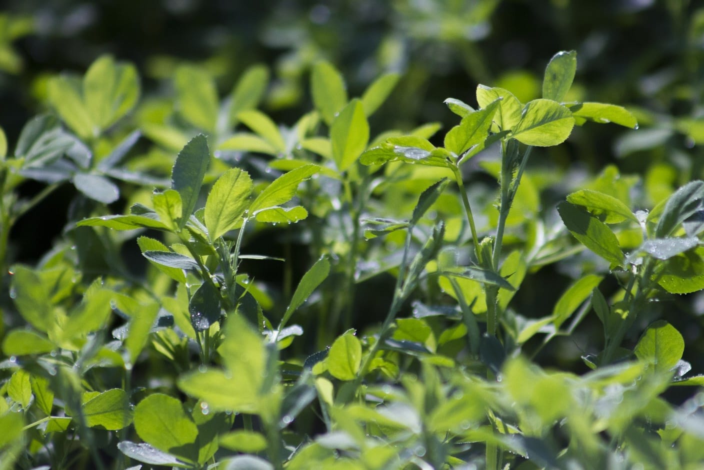 When compared to other forages like sorghum, oats and corn, Lucerne has higher amounts of crude protein (CP), calcium (Ca) and phosphorous (P).