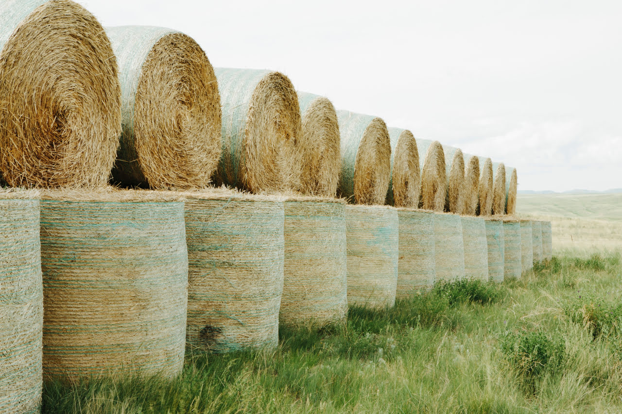 Silage should always be packed tightly in an anaerobic environment