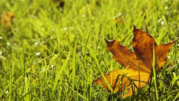 Managing pasture through the seasons.