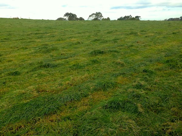 Paddock cut for silage and a paddock a paddock recently grazed.