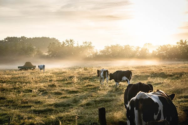 Heifers on pasture.