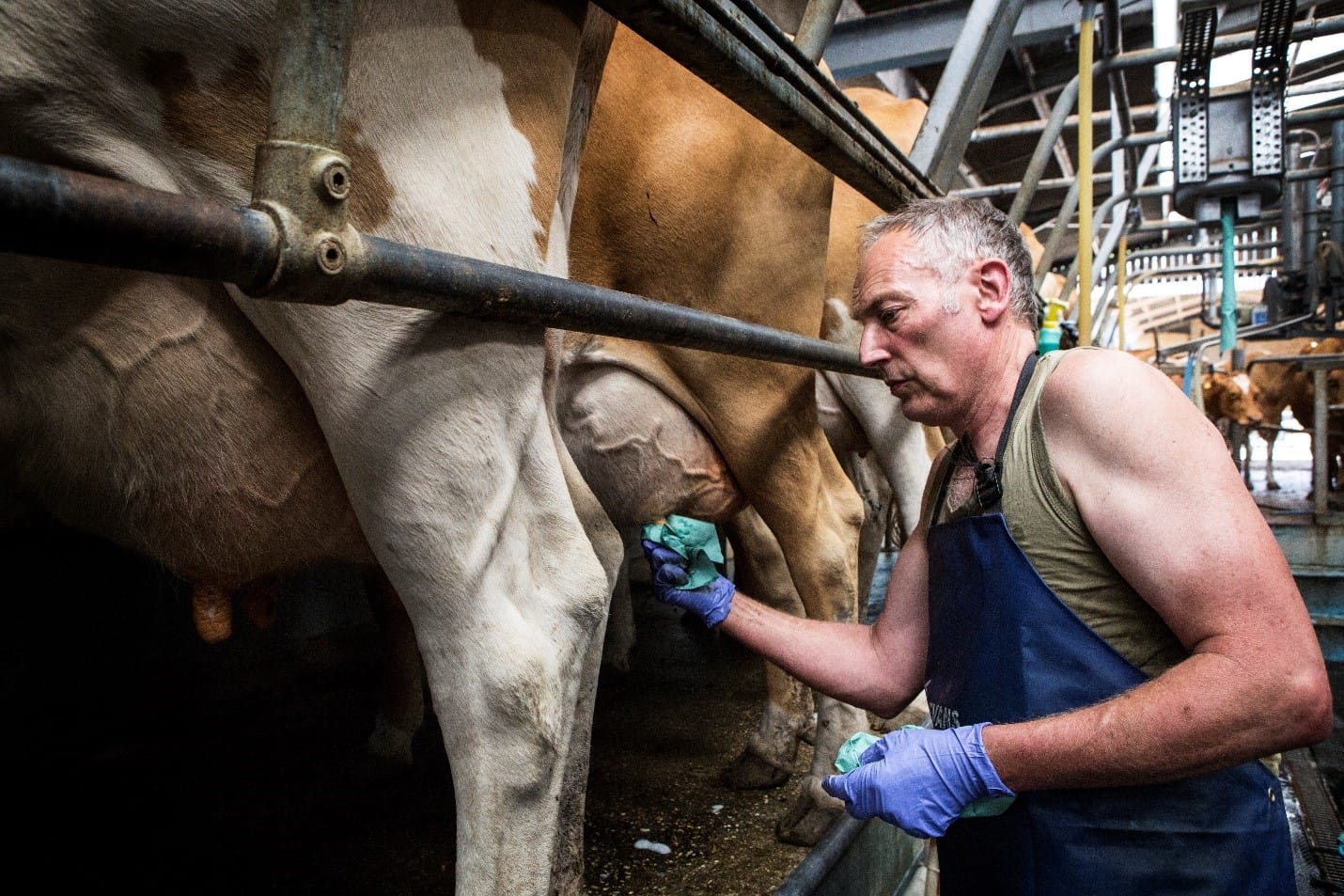 All employees in the milking parlour must wear latex gloves, while milking, to curb the spread of any pathogens or infection.