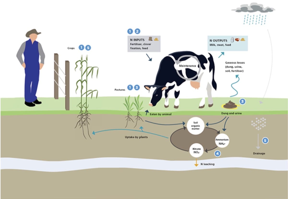 How nitrogen leaching takes place