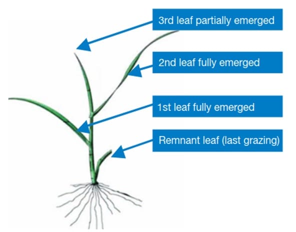 Diagram showing ryegrass leaf stage formation