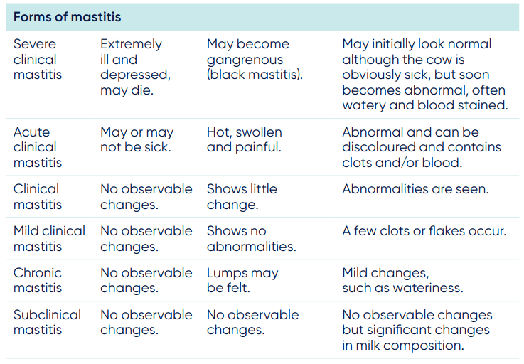 Controlling mastitis in your dairy cows