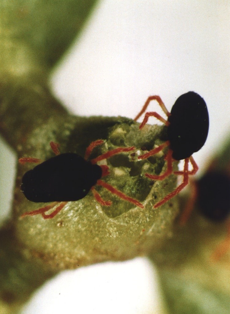 The Red legged earth mite has a velvety black body and eight red legs.