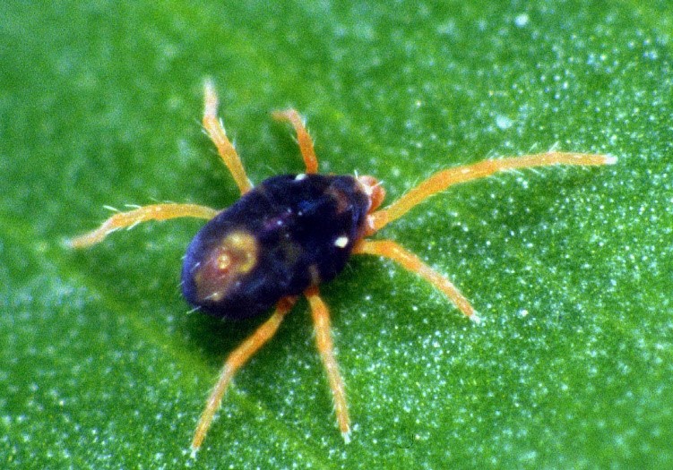 Blue oat mites have a bluish-black body with a distinct red mark on the back and eight orange-red legs.