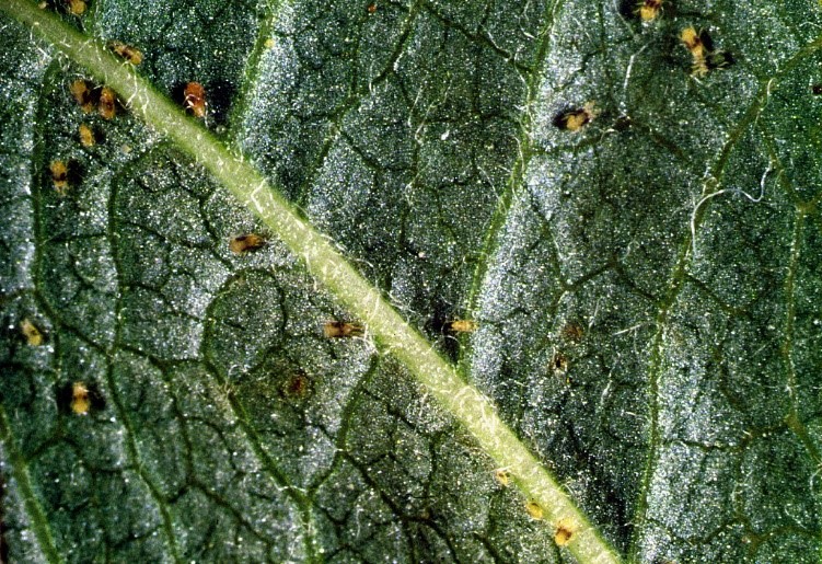 Two-spotted mites, identified by their two spots, are sometimes referred to as two-spotted spider mites. Because of their ability to spin a web.