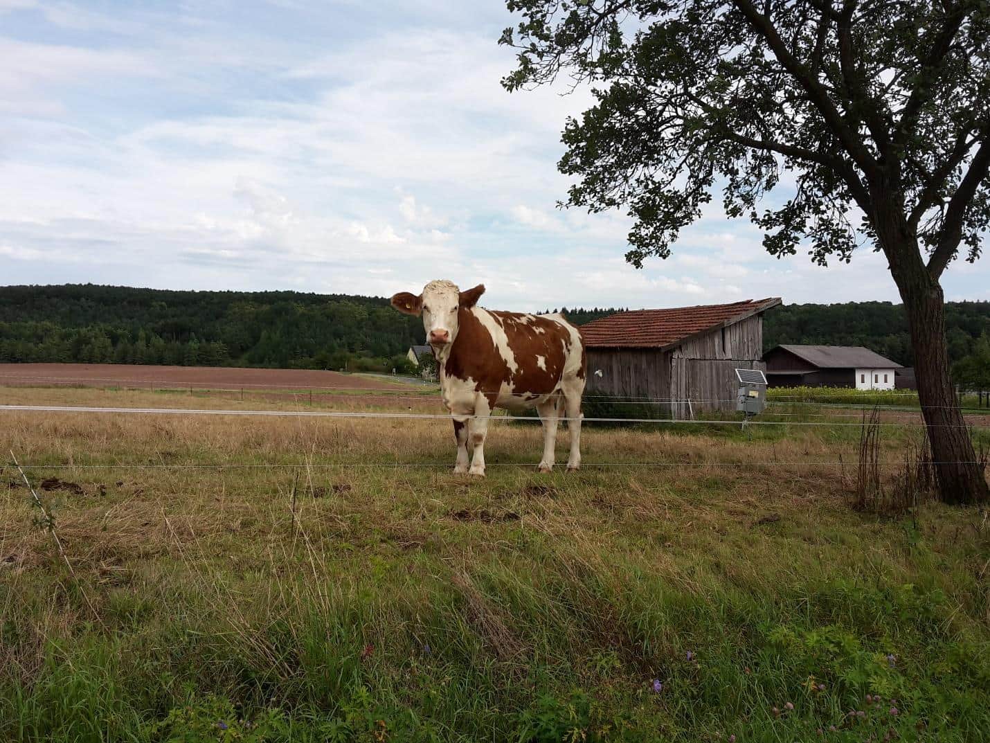 Take the necessary measures during extended dry periods in summer.