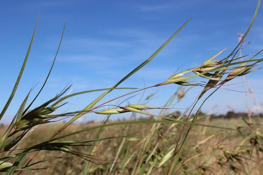 Kangaroo grass (Themeda Triandra) is one of the dominant species in native grasslands