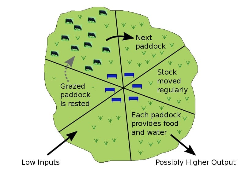 Rotational grazing can help you prevent overgrazing and to maintain a productive native pasture