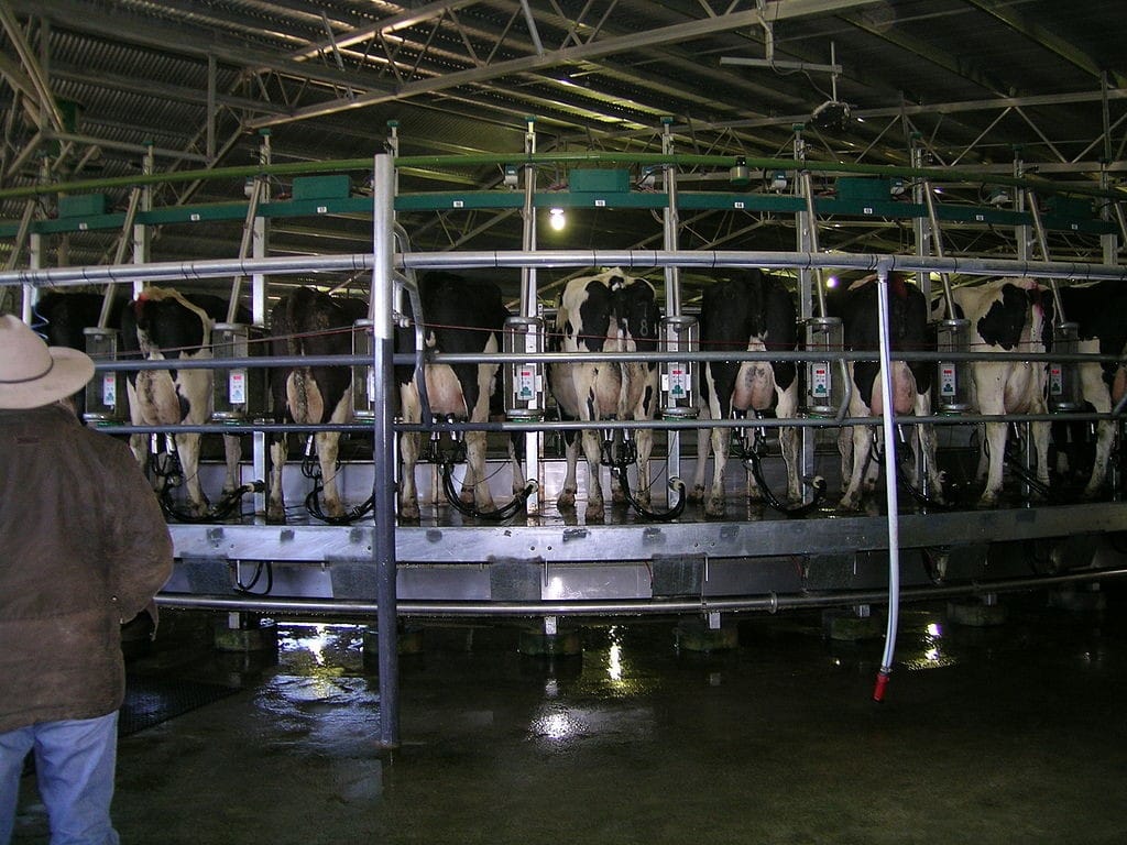 Fully computerized cow milking stations are fast becoming a reality.