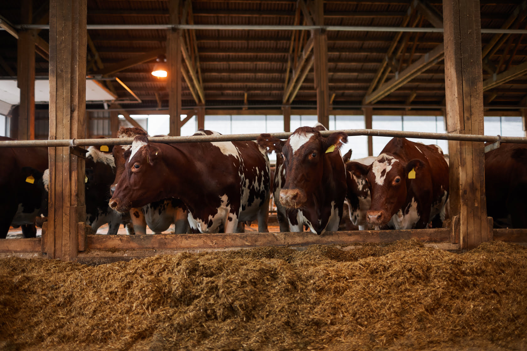 Your cows can benefit greatly from a yummy night snack and other nightly rituals. Read on to learn more.