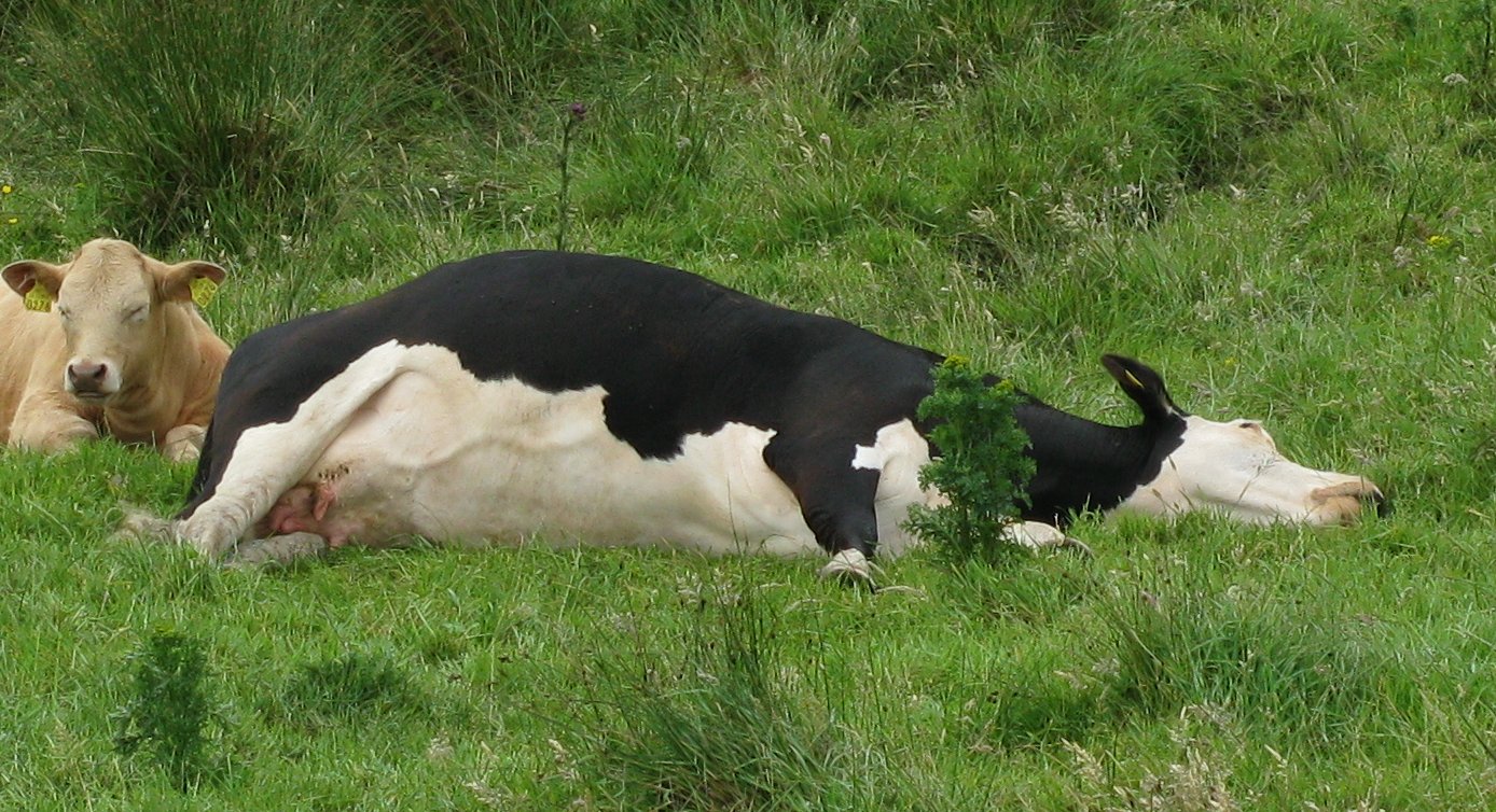 Cow resting in the third position, as explained above.