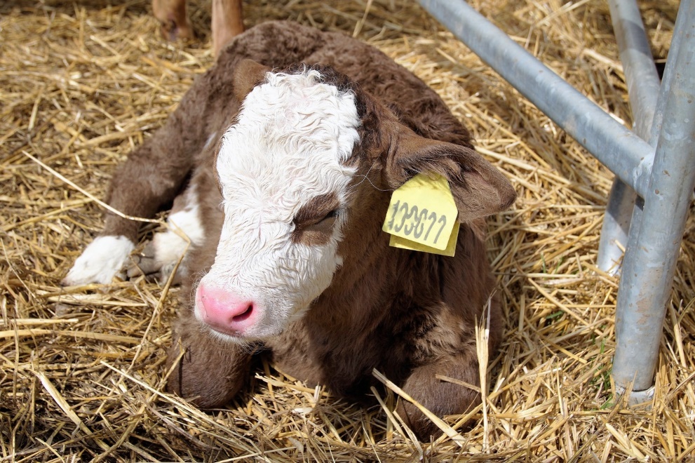 Cow resting in the second position, as explained above.