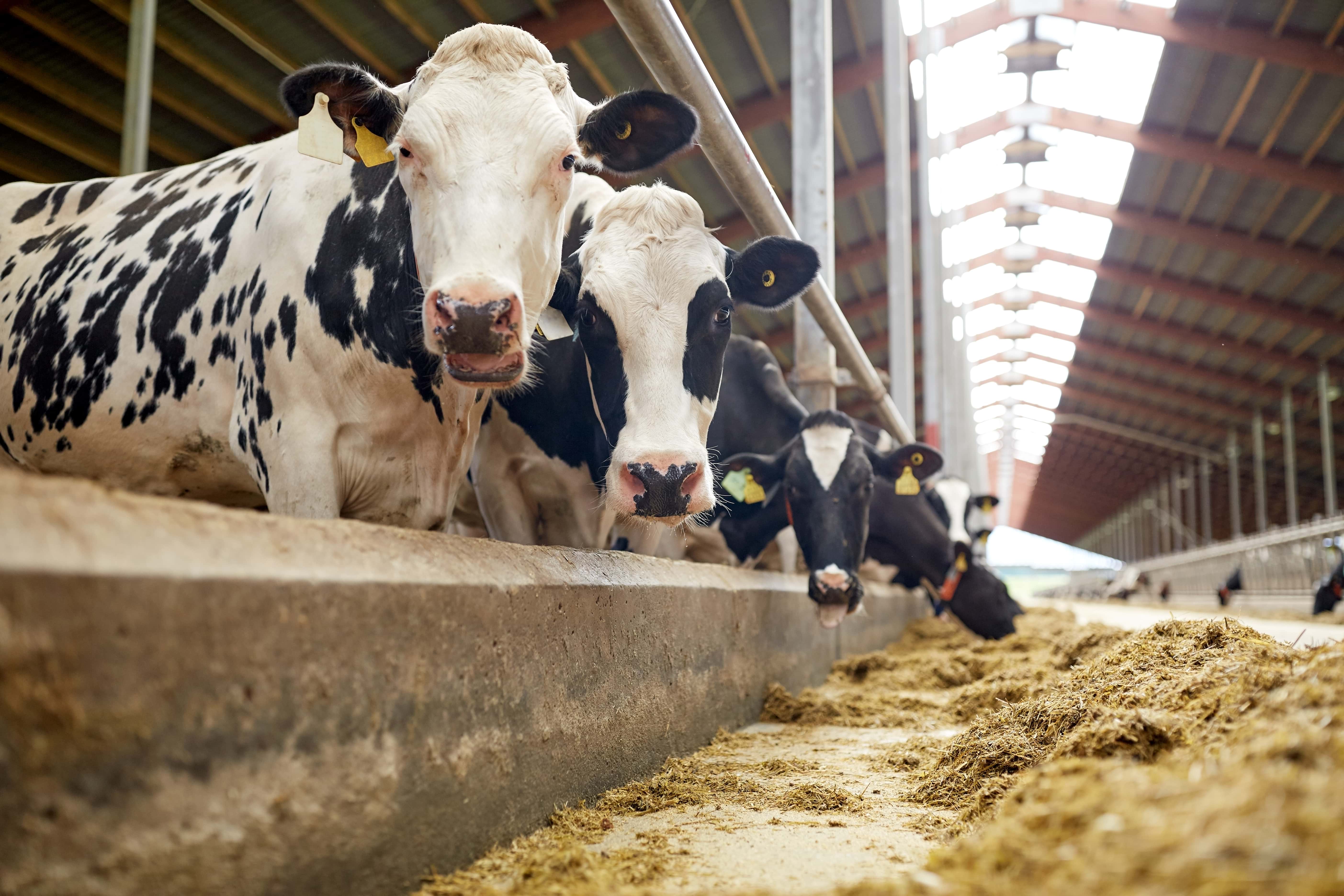 Nutrition for dairy cows