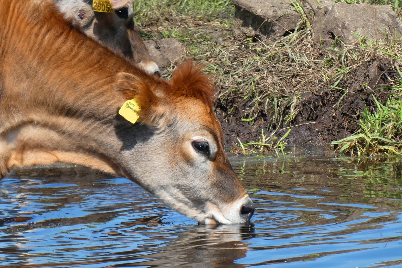 Water is one of the most important parts of a cow’s diet.