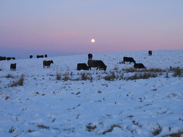 Winter pastures standing tall above the snow for easier grazing