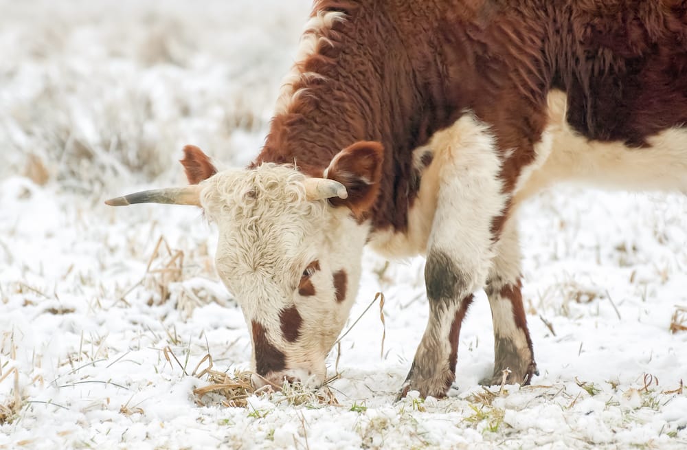 Genetic selection will reduce livestock health costs and improve overall longevity