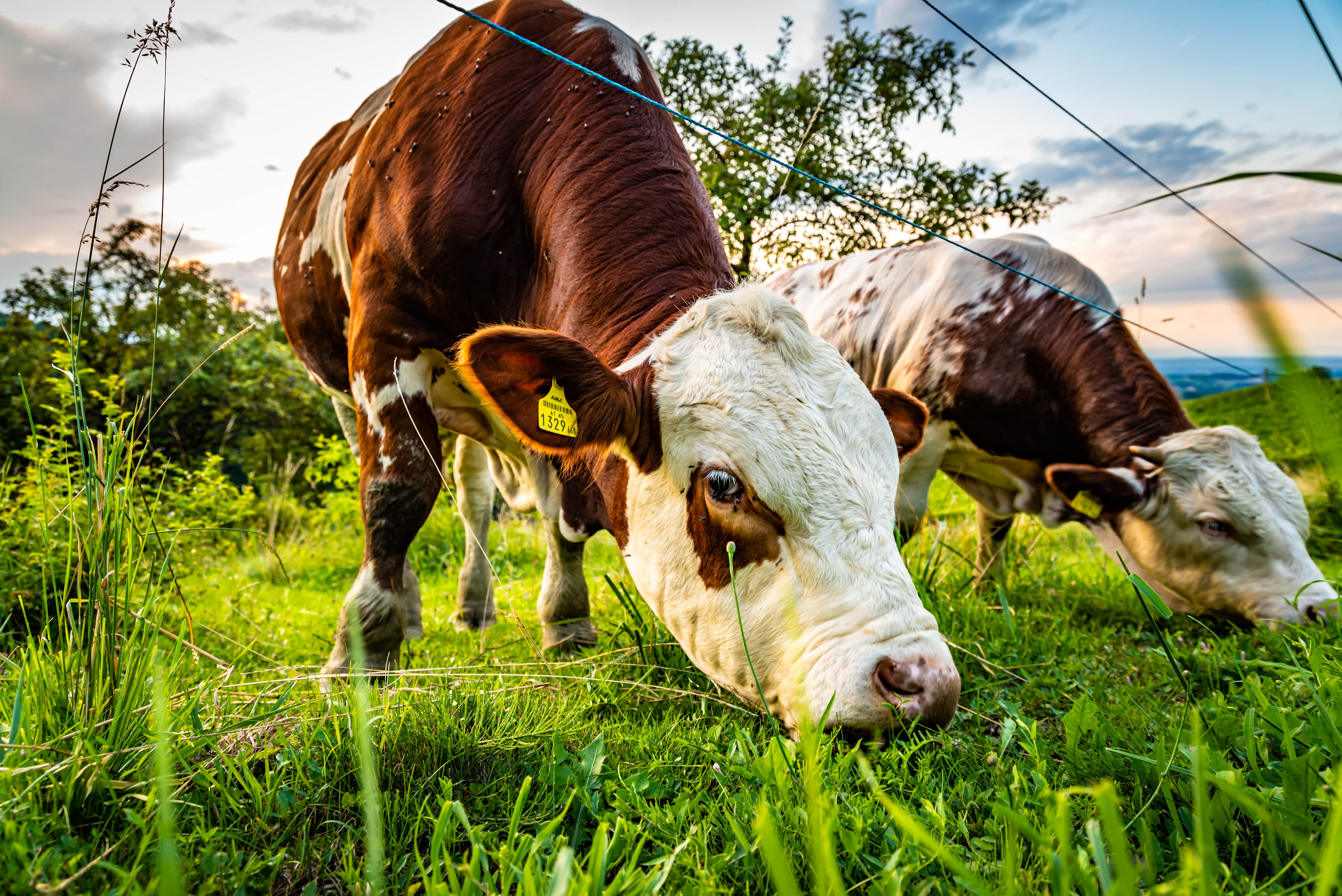 Fresh air and exercise are good for cows, just as much as it’s good for humans.