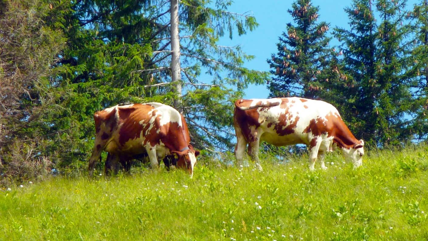 Managing pastures means more work. But your cows are happiest and healthiest when they’re on pasture. And that means more production and profits.