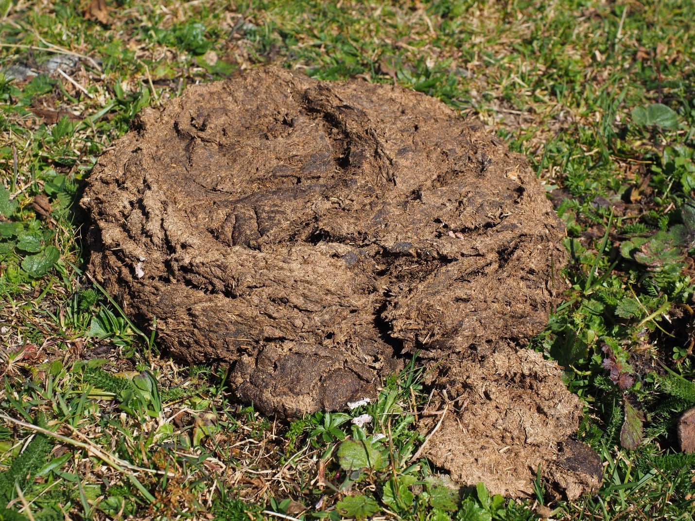 Manure breaks down quickly and fertilises the soil nicely.