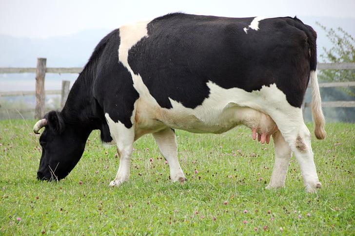 What your cows eat is going to determine the quality of milk that comes out.