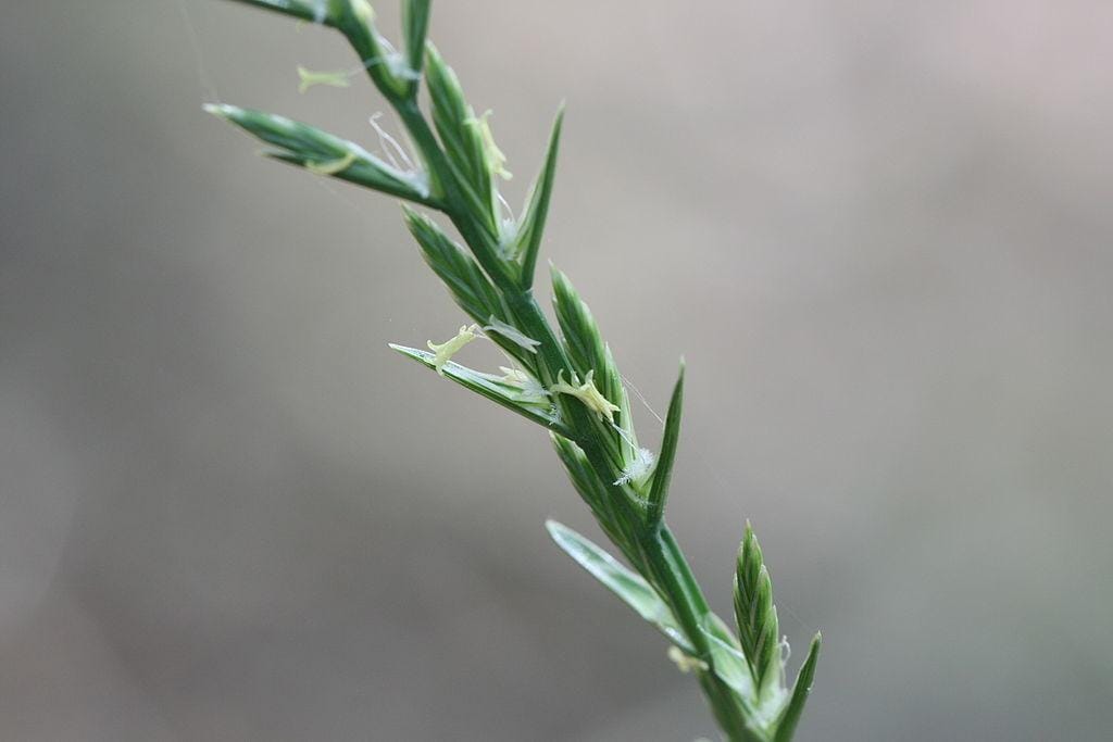 Ryegrass, one of the most popular feeding choices for dairy cows.