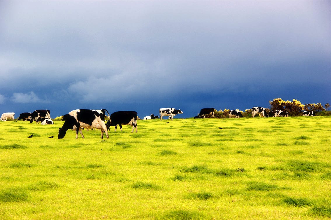 Topping Pasture: is it worth it?