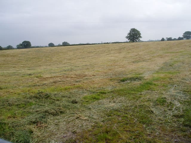 Recently topped pasture sitting scattered on the ground.