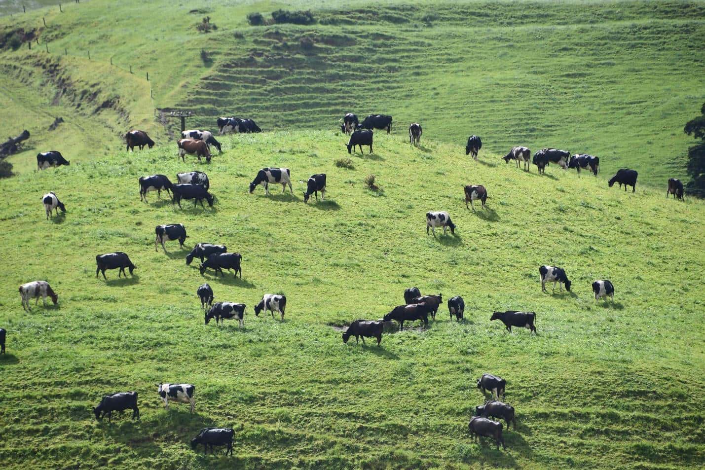 Stocking rate is the number of animals grazing on a given amount of land at a specified time.