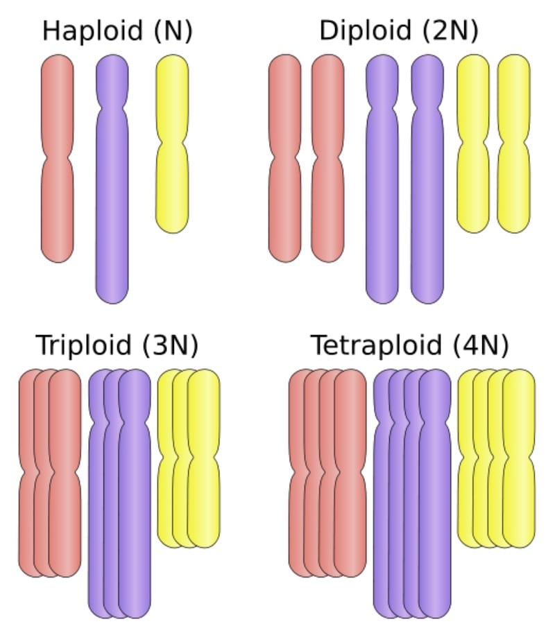 Chromosomal organisation of haploid, diploid, triploid and tetraploid organisms