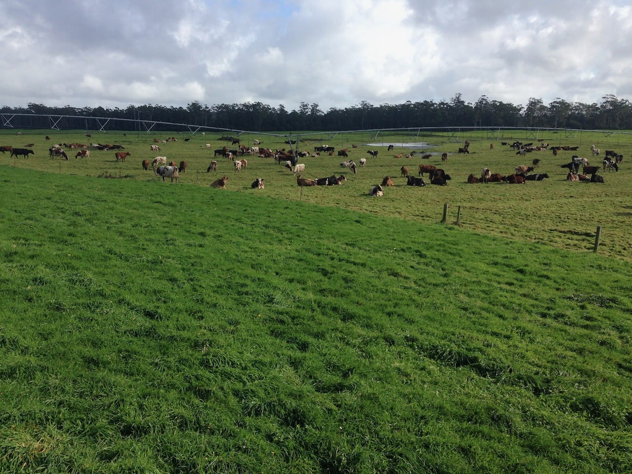 Dairy cows graze to the optimal residual near Smithton, Tasmania