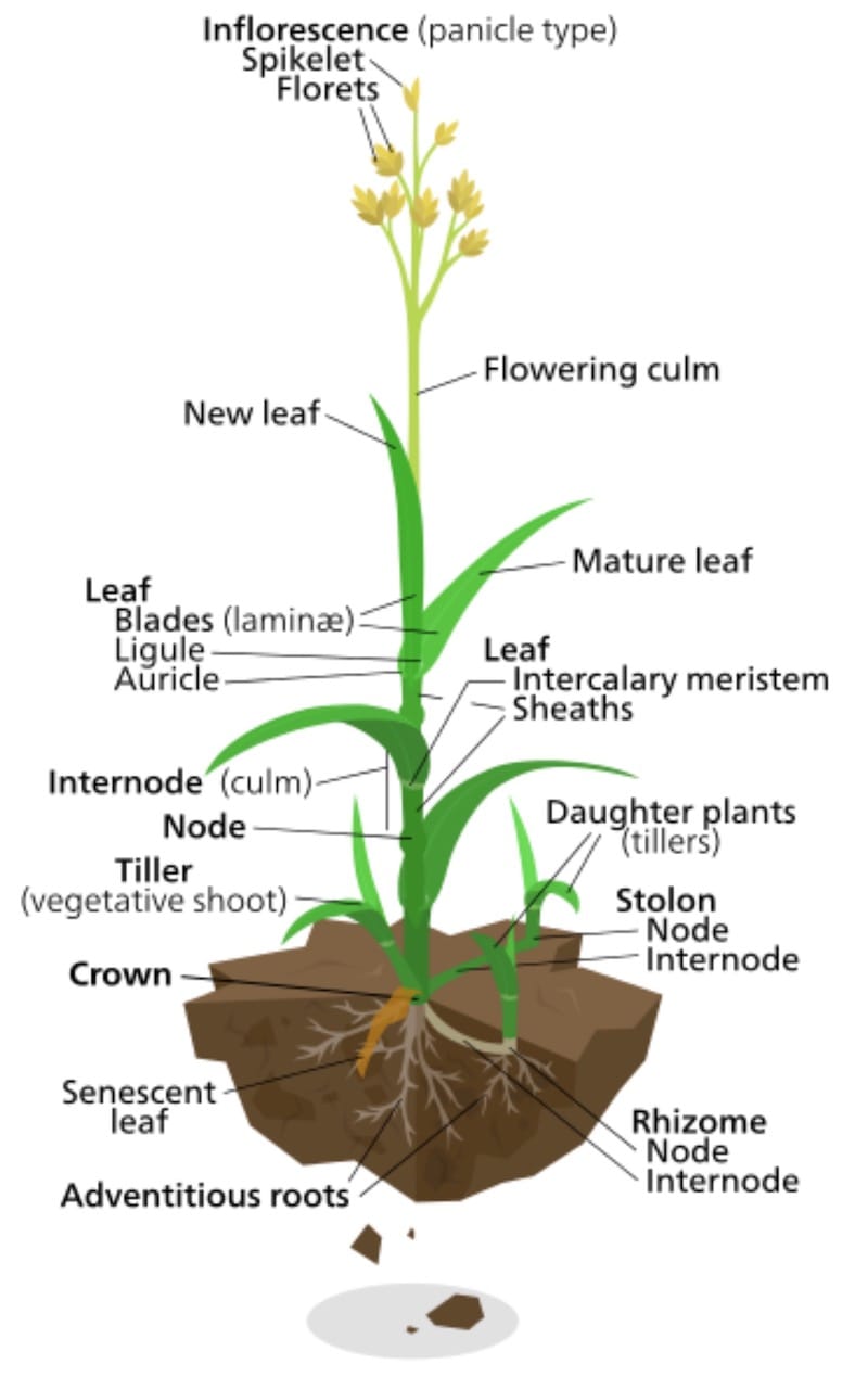 The Anatomy of a Plant (Including Tiller)