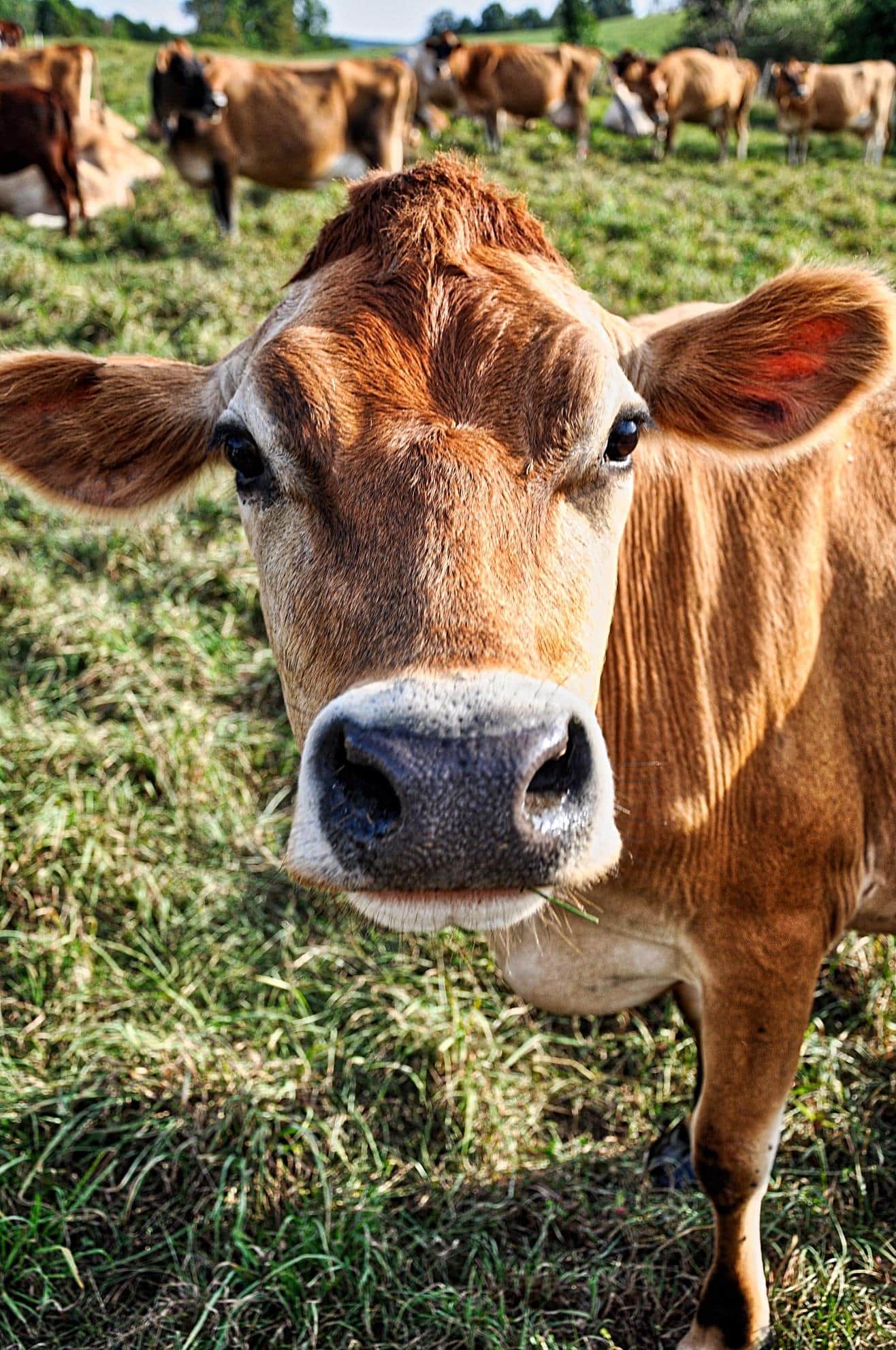 A Jersey cow