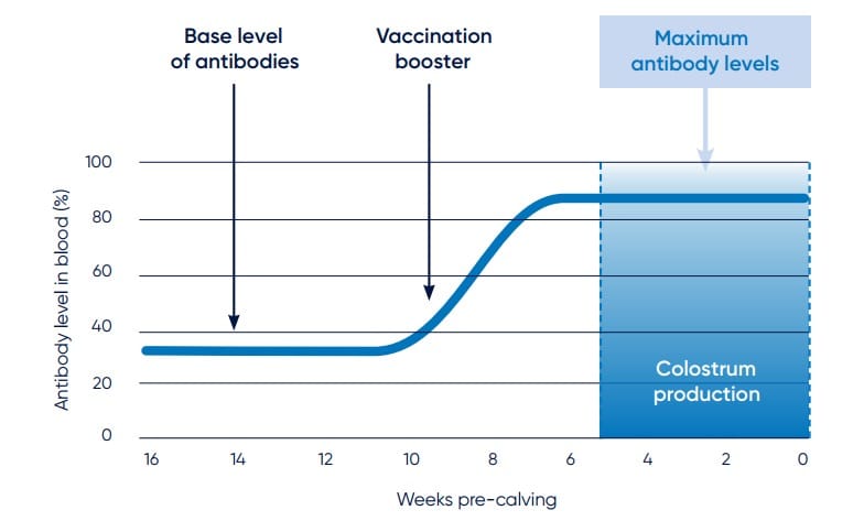 timing your cow vaccinations, around ten weeks before calving, you can ensure a higher level of antibodies in your cows