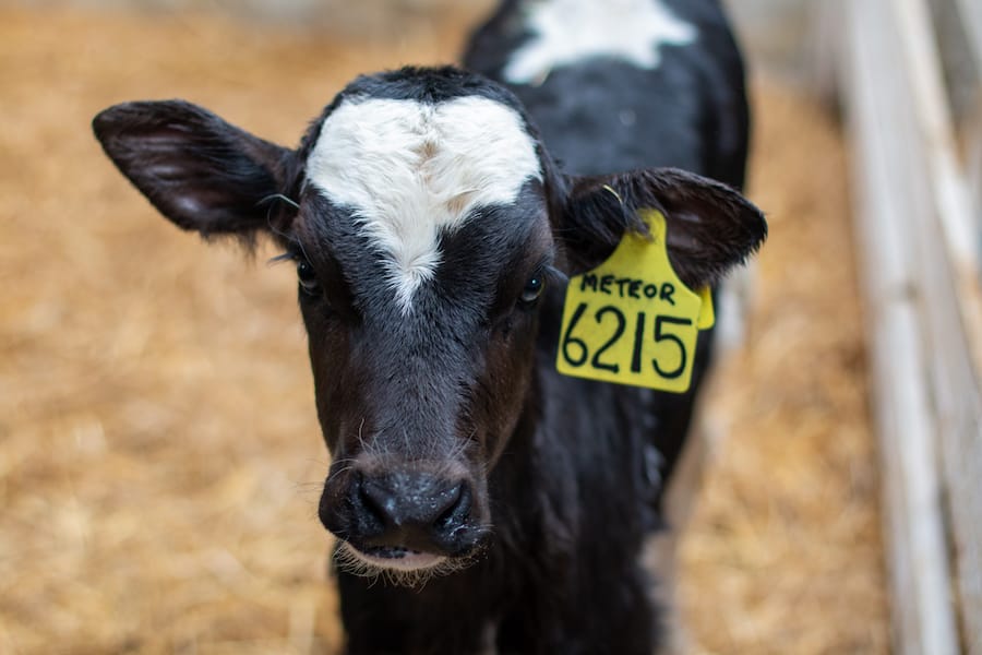 Important pre-calving care tips for your dairy farm