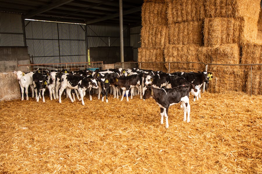 To ensure a healthy delivery, create calving areas that are clean, dry and ventilated
