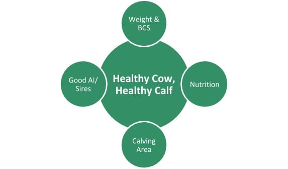 Good weight, BCS, nutrition and sire selection can result in healthy cows giving birth to healthy calves