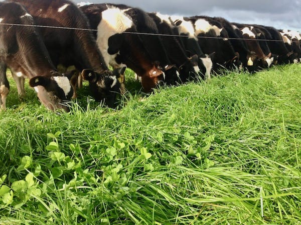 5 Reasons To Use Pasture.io For Managing Your Farm
