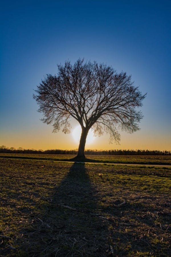 Trees make good natural shade structures