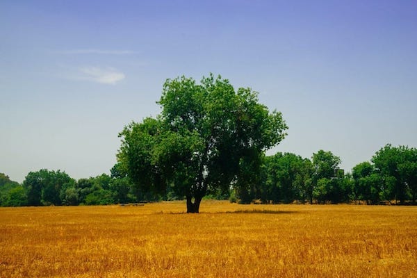 Shelterbelts can aide in shade as well as protecting from drying winds.