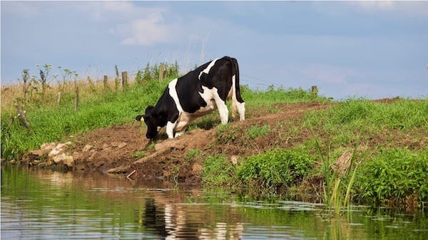 Livestock drink a lot of water when temperatures rise