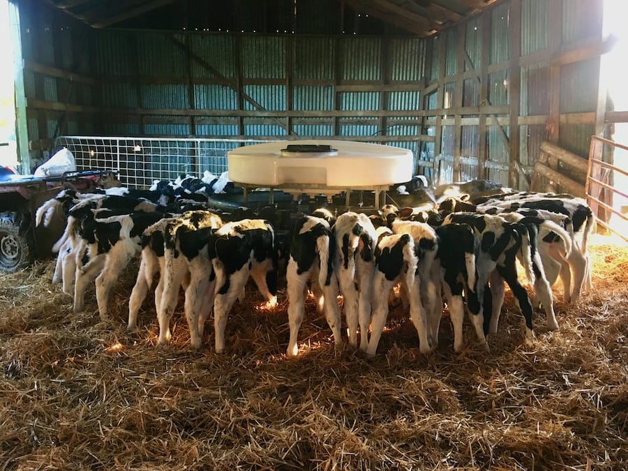 Healthy calves drinking from a cafeteria at Robin Hill Dairy Farm