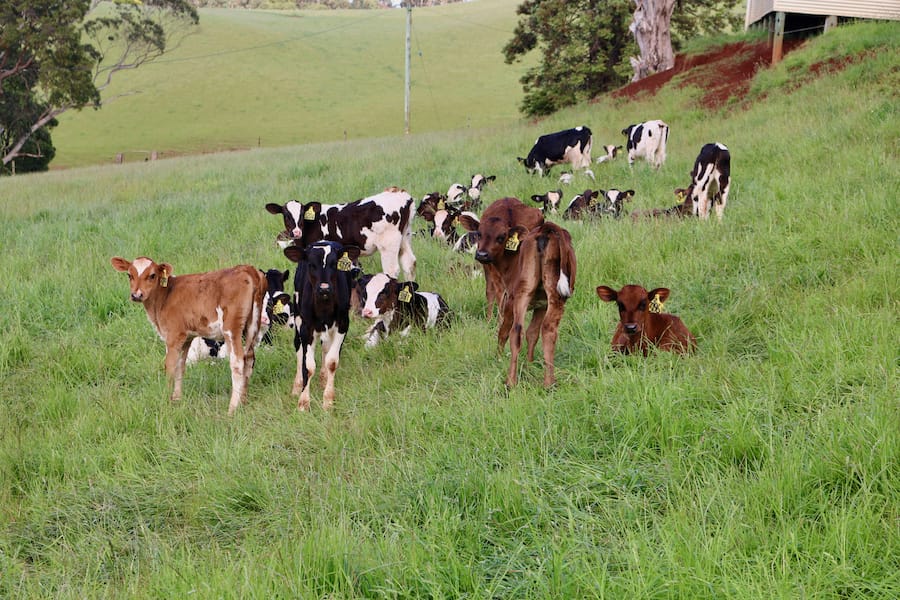 Calves require roughage as their rumens are developing. Photo: Robin Hill Dairy Farm