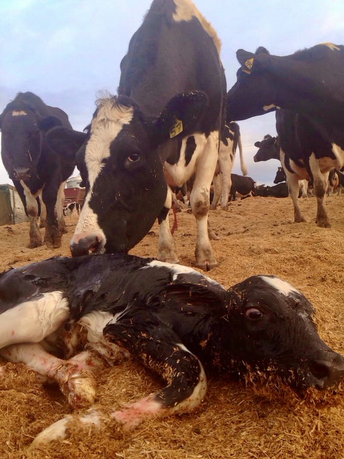 Newborn calf laying on a calving pad with dam close by at Robin Hill Dairy Farm