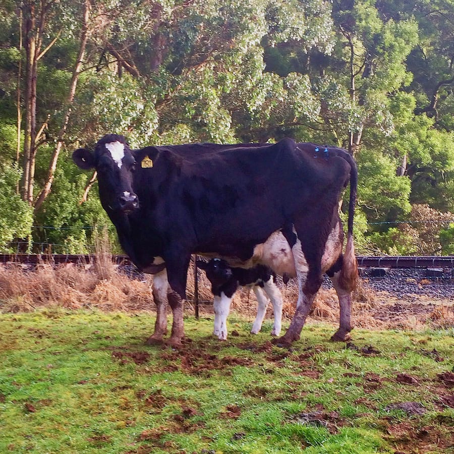 A nursing calf with cow at Robin Hill Dairy Farm